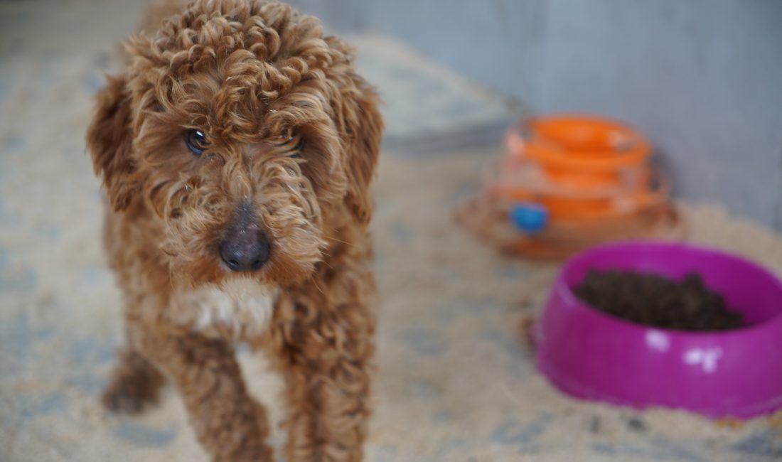 Edirne’nin Tuğlalık köyünde kurulan yasa dışı köpek üretim çiftliğine yönelik