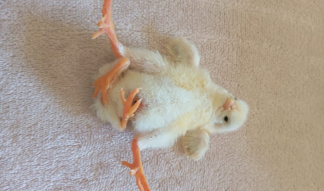 Diyarbakır’ın Çınar ilçesinde bir kümeste dünyaya gelen dört ayaklı civciv,