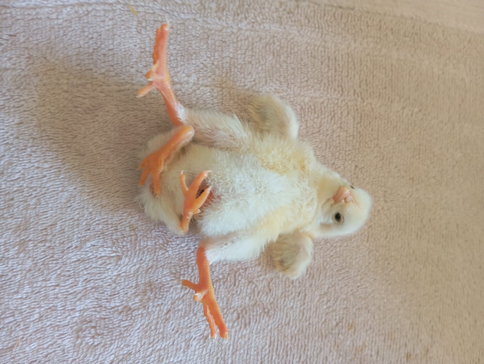 Diyarbakır’ın Çınar ilçesinde bir kümeste dünyaya gelen dört ayaklı civciv,