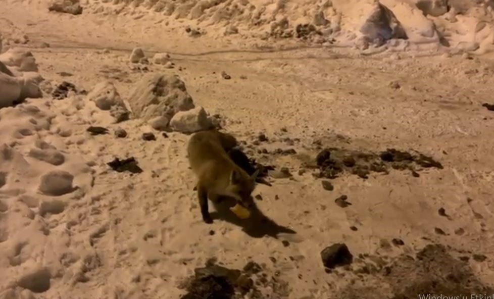 Ardahan merkeze bağlı Çataldere köyünde açlıkla mücadele eden bir tilkinin