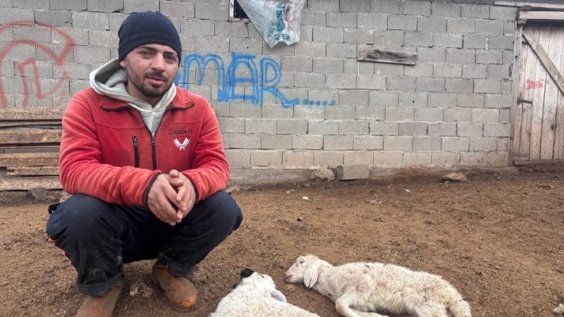 Erzincan’da son iki hafta içerisinde 50’den fazla yeni doğan kuzunun