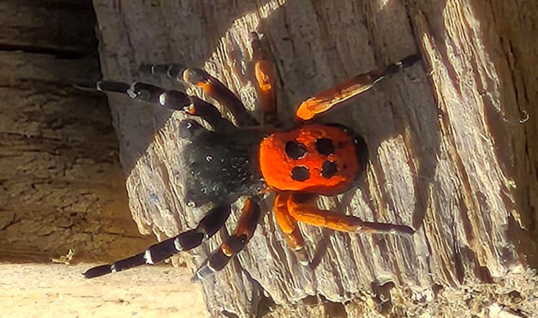 Elazığ’ın Yalındamlar köyünde bir vatandaşın dikkati sayesinde ortaya çıkan ve