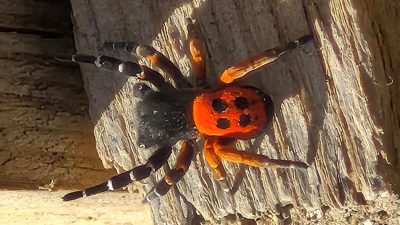 Elazığ’ın Yalındamlar köyünde bir vatandaşın dikkati sayesinde ortaya çıkan ve