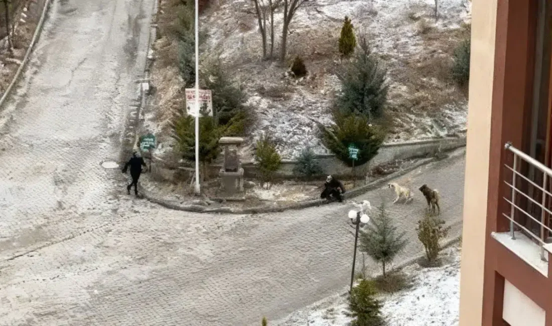 Kastamonu’nun Budamış Mahallesi’nde yer alan bir sitenin çevresinde yaşanan olayda,