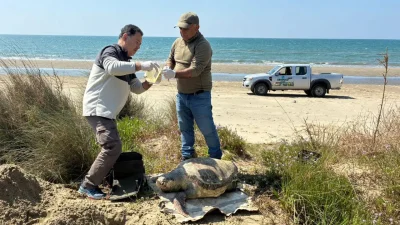 Aydın’ın turizm merkezi Kuşadası sahillerinde son bir hafta içerisinde peş
