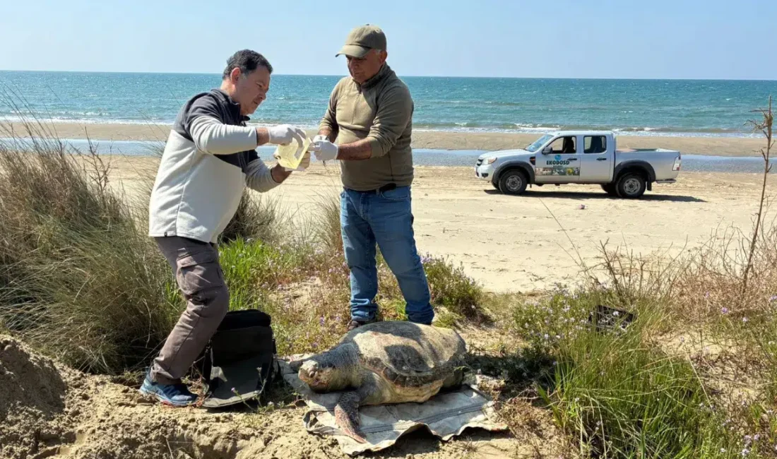 Aydın’ın Kuşadası ilçesinde son bir hafta içerisinde tam 7 deniz