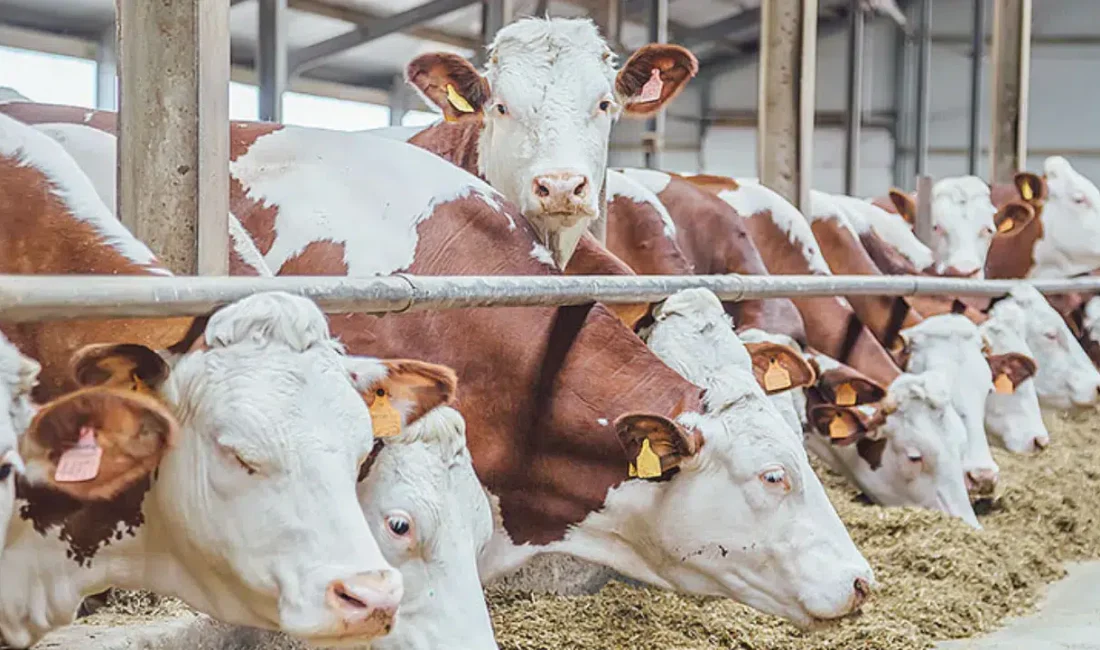 Güney Kıbrıs Rum Yönetimi’nde büyükbaş hayvanlarda tespit edilen şap hastalığı
