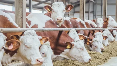 Güney Kıbrıs Rum Yönetimi’nde büyükbaş hayvanlarda tespit edilen şap hastalığı