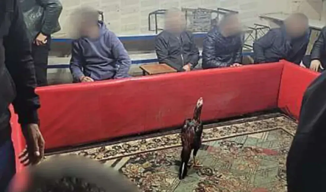 Siirt İl Emniyet Müdürlüğü ekipleri, horoz dövüştürülerek kumar oynatılan bir