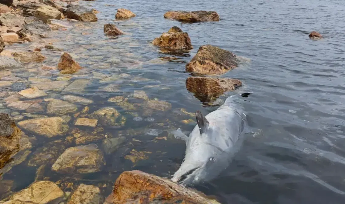 İstanbul’un incisi Kınalıada’da sabahın ilk ışıklarıyla birlikte sahil şeridinde görülen