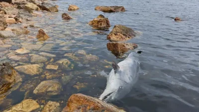 İstanbul’un incisi Kınalıada’da sabahın ilk ışıklarıyla birlikte sahil şeridinde görülen