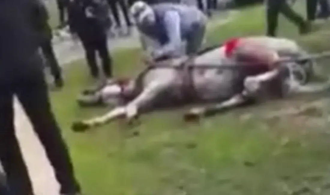 Adana’nın Seyhan ilçesinde atlara yönelik vicdanları yaralayan eziyet görüntülerinin ardından