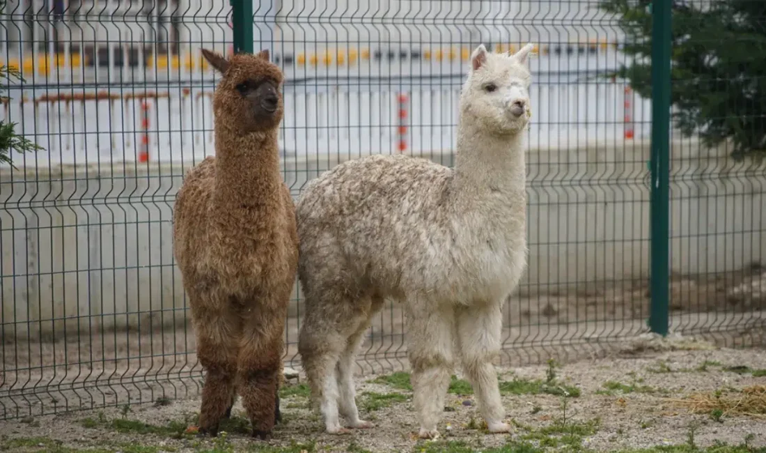 Edirne’nin İpsala Sınır Kapısı’nda gerçekleştirilen operasyonda, gümrük muhafaza ekiplerinin dikkati