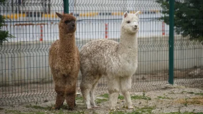 Edirne’nin İpsala Sınır Kapısı’nda gerçekleştirilen operasyonda, gümrük muhafaza ekiplerinin dikkati