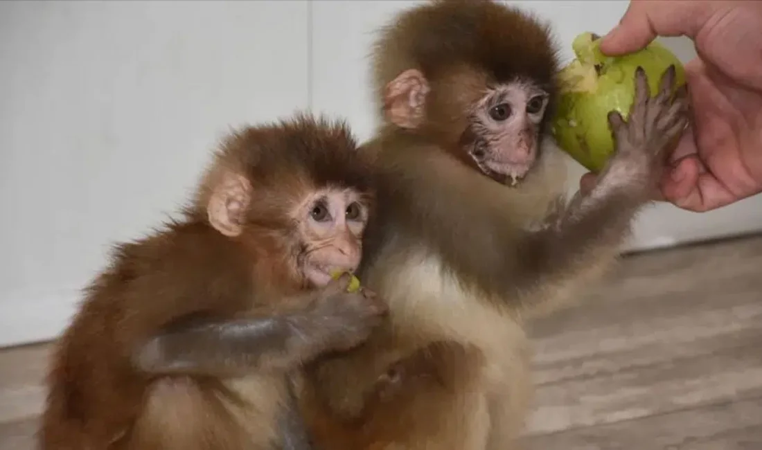 Denizli’de faaliyet gösteren özel bir havuz işletmesine düzenlenen baskında, yasa