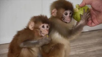 Denizli’de faaliyet gösteren özel bir havuz işletmesine düzenlenen baskında, yasa