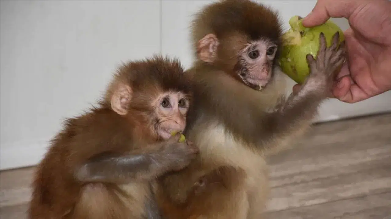 Denizli’de faaliyet gösteren özel bir havuz işletmesine düzenlenen baskında, yasa