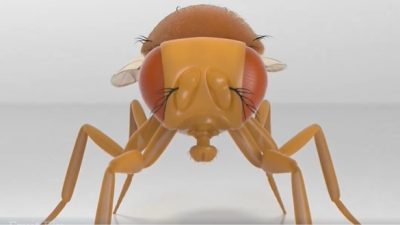 Bilim kurgu filmlerini aratmayan bir gelişmeyle, araştırmacılar yetişkin bir meyve