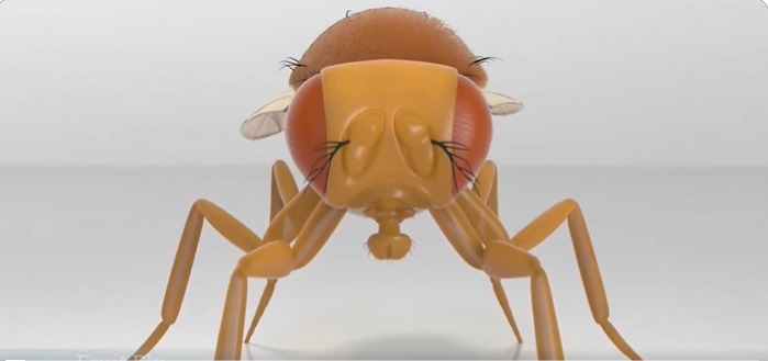 Bilim kurgu filmlerini aratmayan bir gelişmeyle, araştırmacılar yetişkin bir meyve