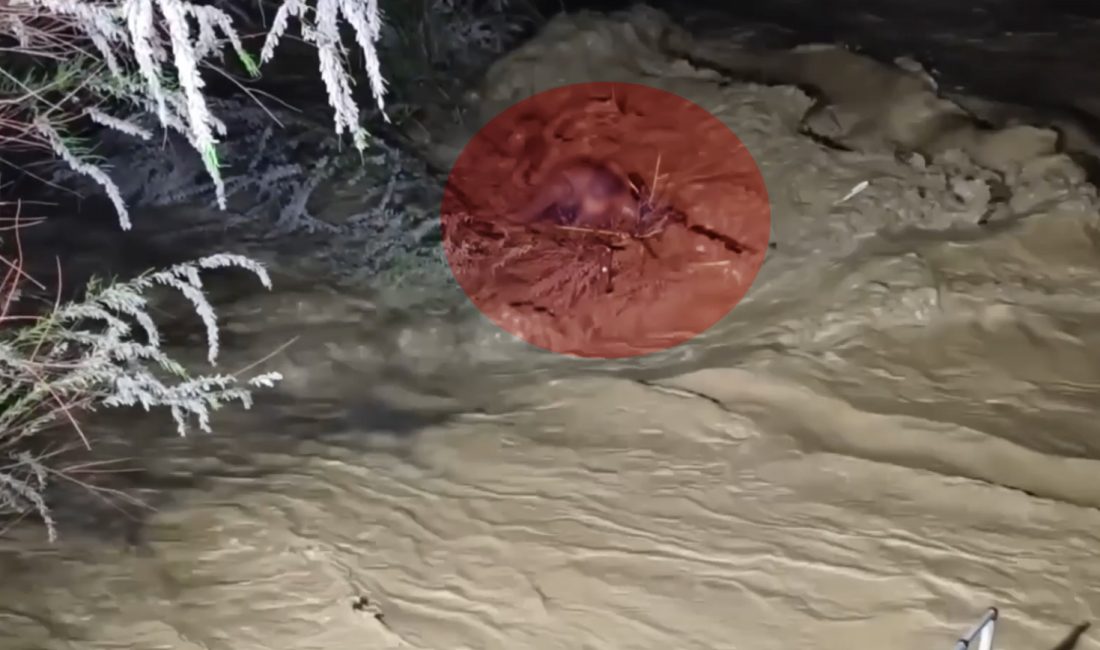 Aydın’ın Nazilli ilçesinde sağanak yağışın ardından taşan Mergen Çayı’nda yaşanan