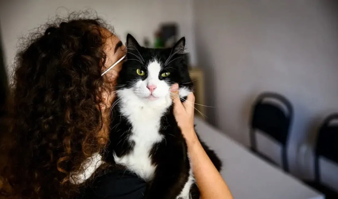 Yozgat Valiliği tarafından yürütülen yeni denetimlerle birlikte sahipli hayvanlarını sokağa