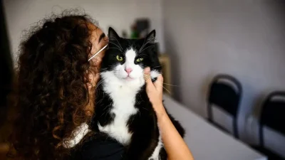 Yozgat Valiliği tarafından yürütülen yeni denetimlerle birlikte sahipli hayvanlarını sokağa