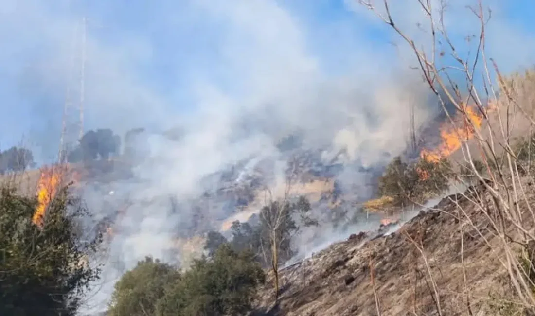 Hatay’ın Defne ilçesinde bir bahçede başlayan ve rüzgarın etkisiyle hızla