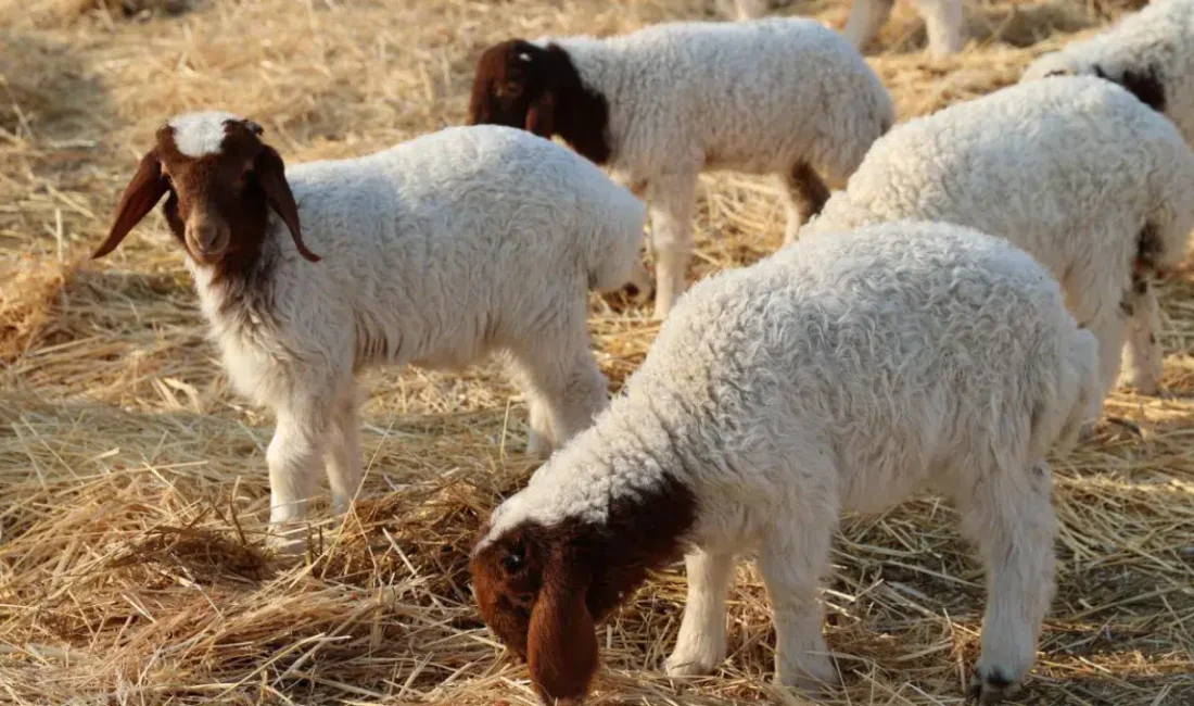 Van’ın Çatak ilçesinde hayvancılıkla uğraşan vatandaşları yasa boğan olayda bir