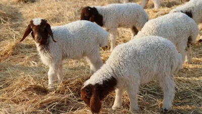 Van’ın Çatak ilçesinde hayvancılıkla uğraşan vatandaşları yasa boğan olayda bir