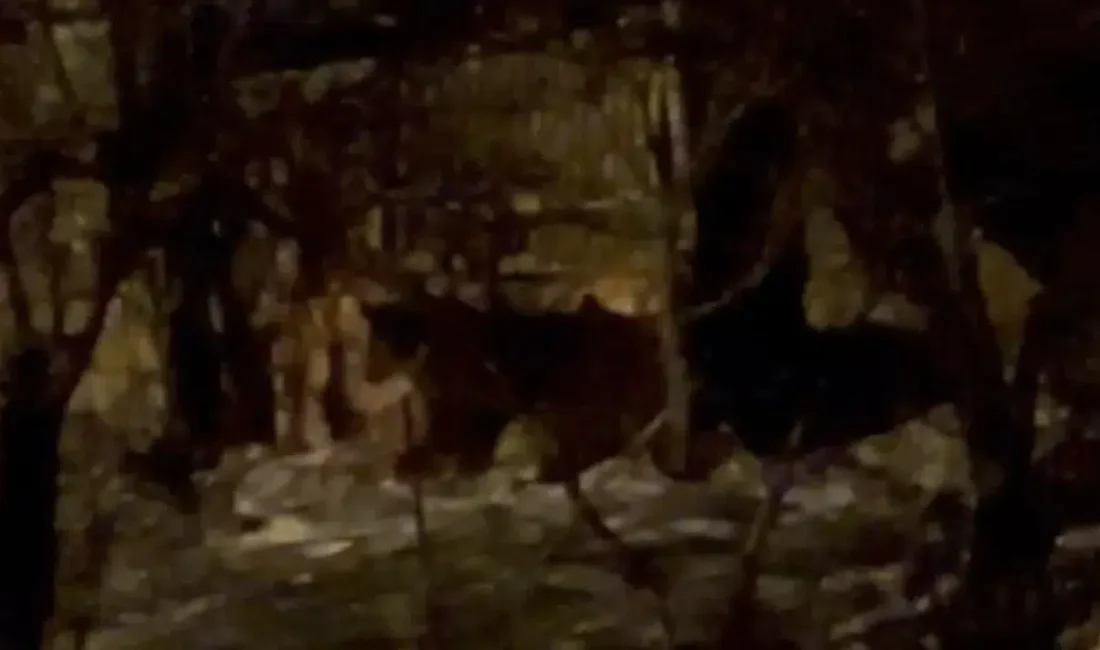 Hakkari’nin zorlu coğrafyasında yiyecek bulmakta zorlanan iki ayının ormanlık alanlara