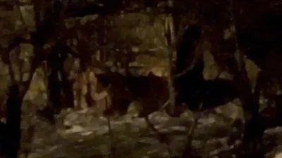 Hakkari’nin zorlu coğrafyasında yiyecek bulmakta zorlanan iki ayının ormanlık alanlara