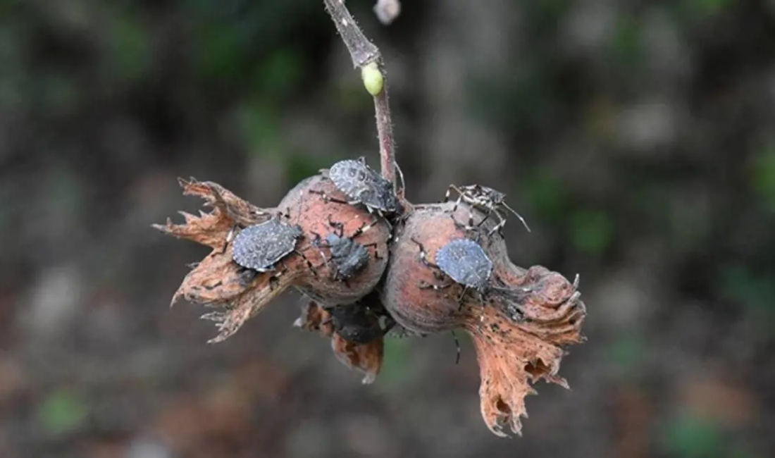 Karadeniz Bölgesi’nde fındık bahçelerine dadanarak mahsulün suyunu emen ve üreticiye