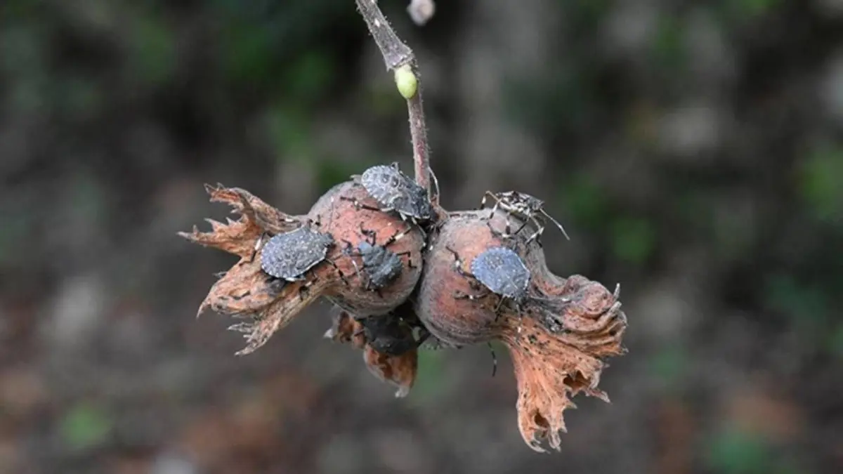 Karadeniz Bölgesi’nde fındık bahçelerine dadanarak mahsulün suyunu emen ve üreticiye