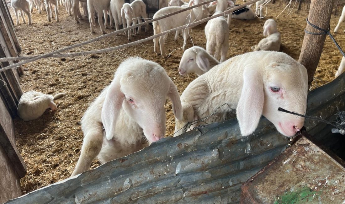 Kurban Bayramı’na iki ay kala kurbanlık pazarlıkları erken başladı ve