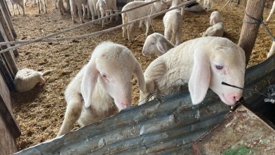 Kurban Bayramı’na iki ay kala kurbanlık pazarlıkları erken başladı ve