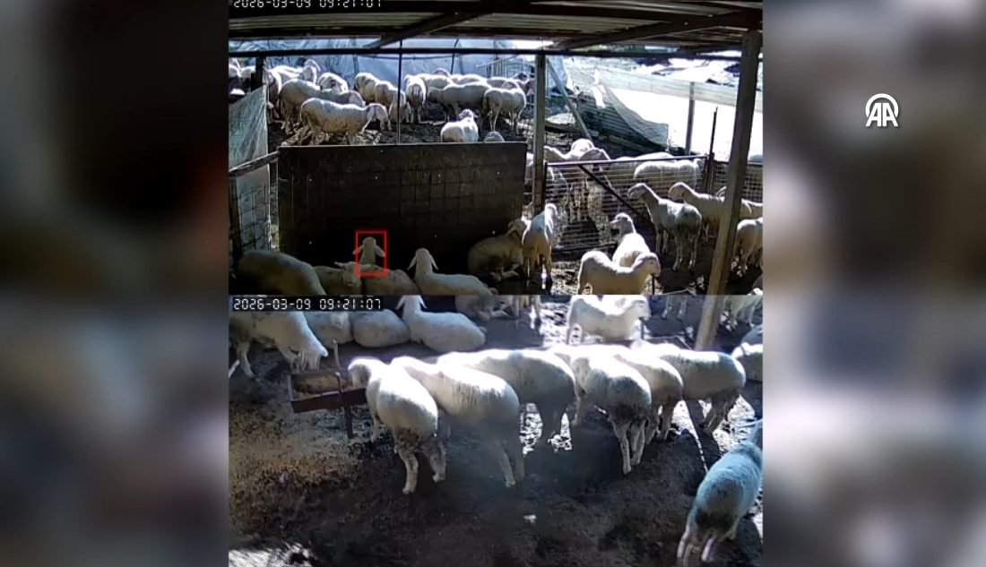 Denizli’nin Buldan ilçesinde sabah saatlerinde yaşanan 5,1 büyüklüğündeki deprem bölgede