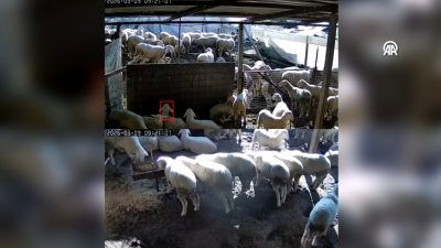 Denizli’nin Buldan ilçesinde sabah saatlerinde yaşanan 5,1 büyüklüğündeki deprem bölgede