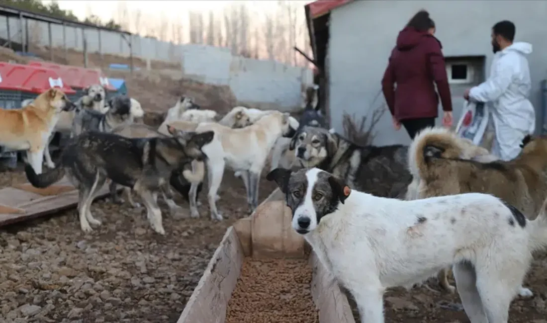 Burdur’un Bucak ilçesindeki bir hayvan barınağında gündeme gelen köpek ölümleri