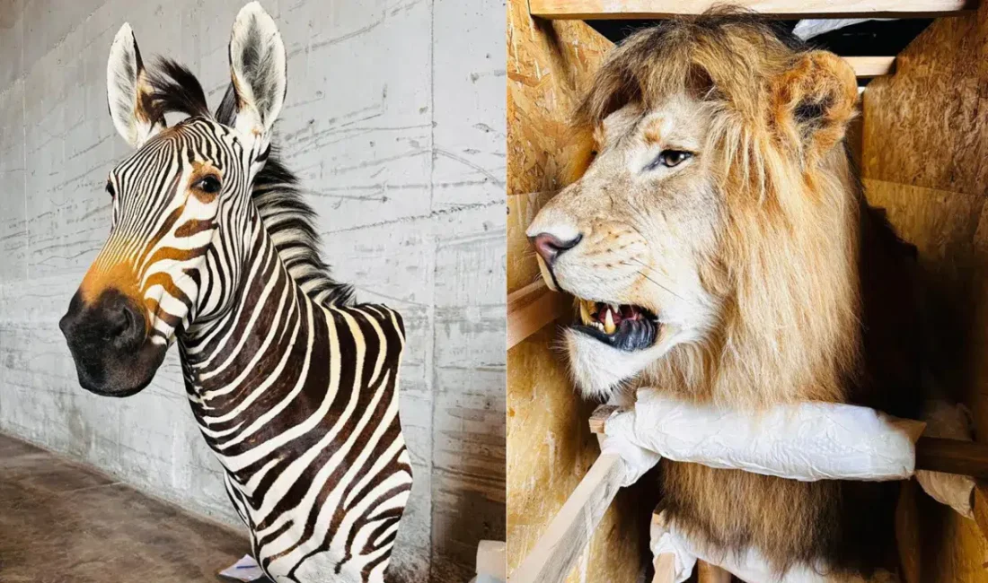 Tarım ve Orman Bakanlığı tarafından yürütülen yaban hayatı koruma faaliyetleri