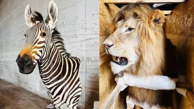 Tarım ve Orman Bakanlığı tarafından yürütülen yaban hayatı koruma faaliyetleri