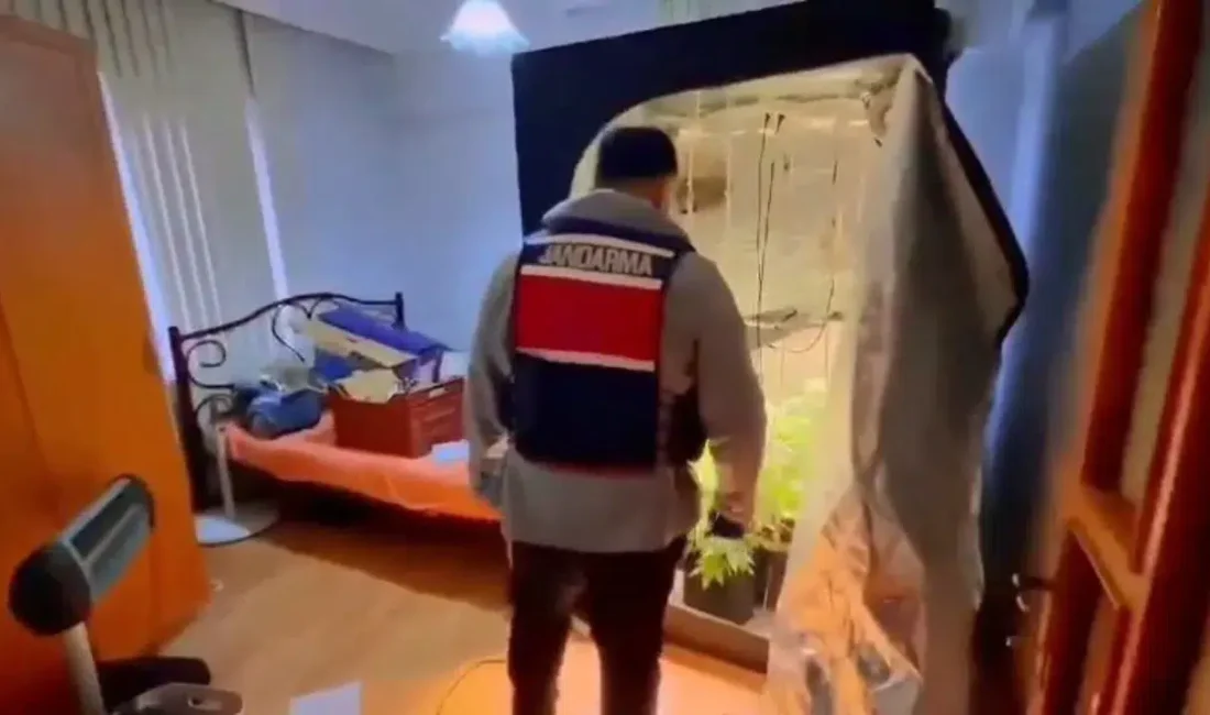 Yalova’da jandarma ekiplerinin gerçekleştirdiği titiz takip sonucunda, ikametinde kenevir yetiştirdiği
