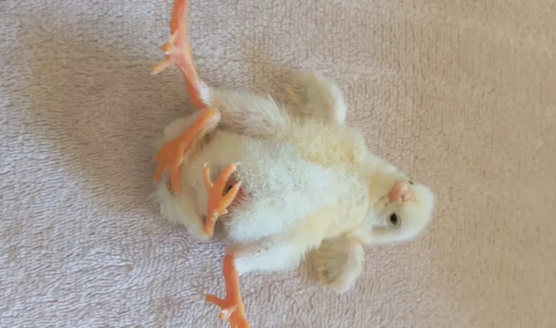 Diyarbakır’ın Çınar ilçesinde dünyaya gelen ve fiziksel yapısıyla görenleri hayrete