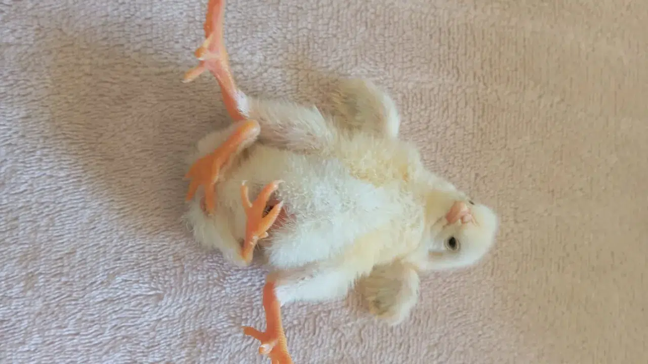 Diyarbakır’ın Çınar ilçesinde dünyaya gelen ve fiziksel yapısıyla görenleri hayrete