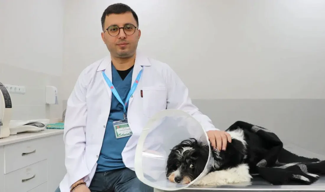 Sivas’ta yaşayan Tarçın isimli köpek, yaşadığı şiddetli idrar yolu rahatsızlığı
