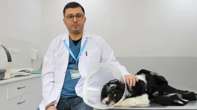 Sivas’ta yaşayan Tarçın isimli köpek, yaşadığı şiddetli idrar yolu rahatsızlığı