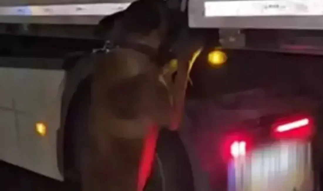 Diyarbakır Emniyet Müdürlüğü ekiplerinin titiz takibi sonucu durdurulan bir tırda