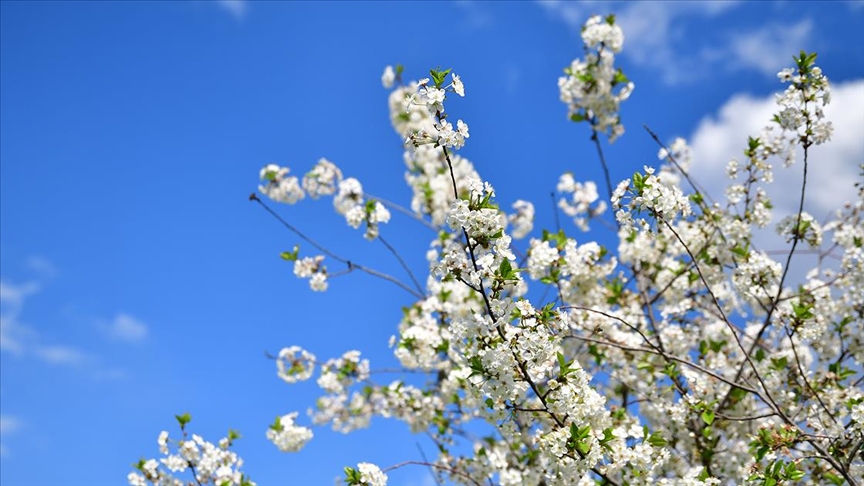 Soğuk havaları arkamızda bırakmaya hazırlandığımız günlerde cemre heyecanı tüm doğayı