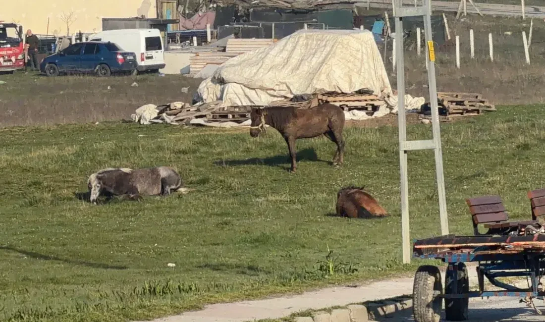 İstanbul Arnavutköy’de gece karanlığında başıboş şekilde caddelerde ilerleyen bir at