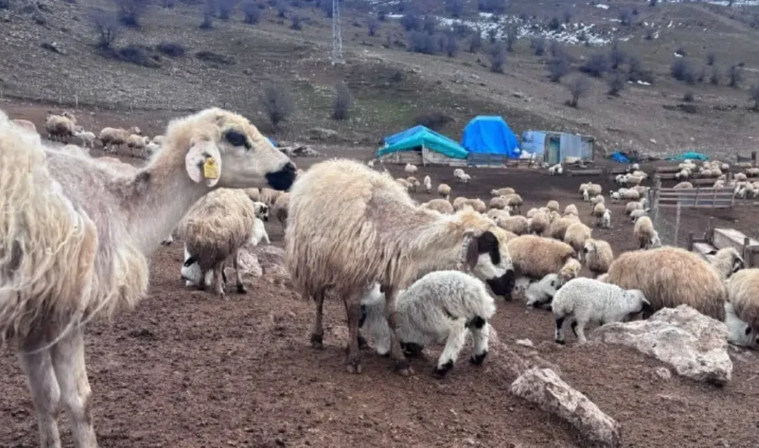 Erzincan’da son iki hafta içerisinde 50’den fazla yeni doğan kuzunun