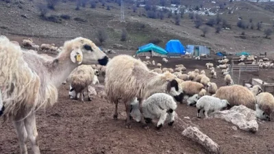 Erzincan’da son iki hafta içerisinde 50’den fazla yeni doğan kuzunun